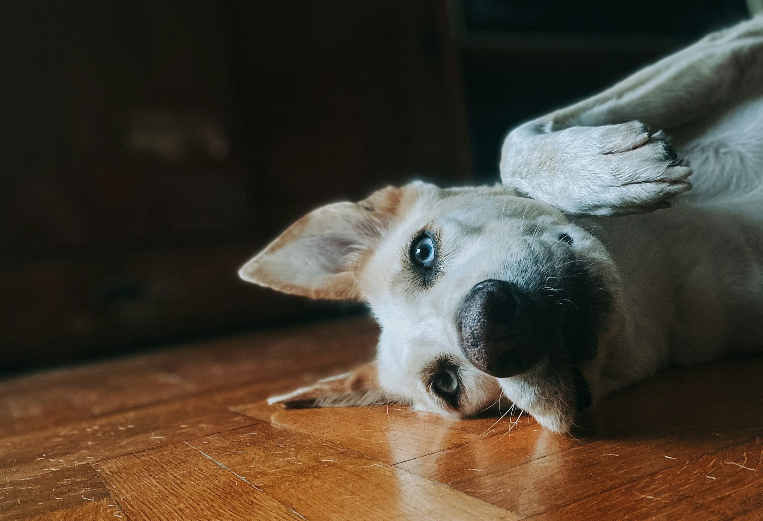 white dog lying on hardwood flooring