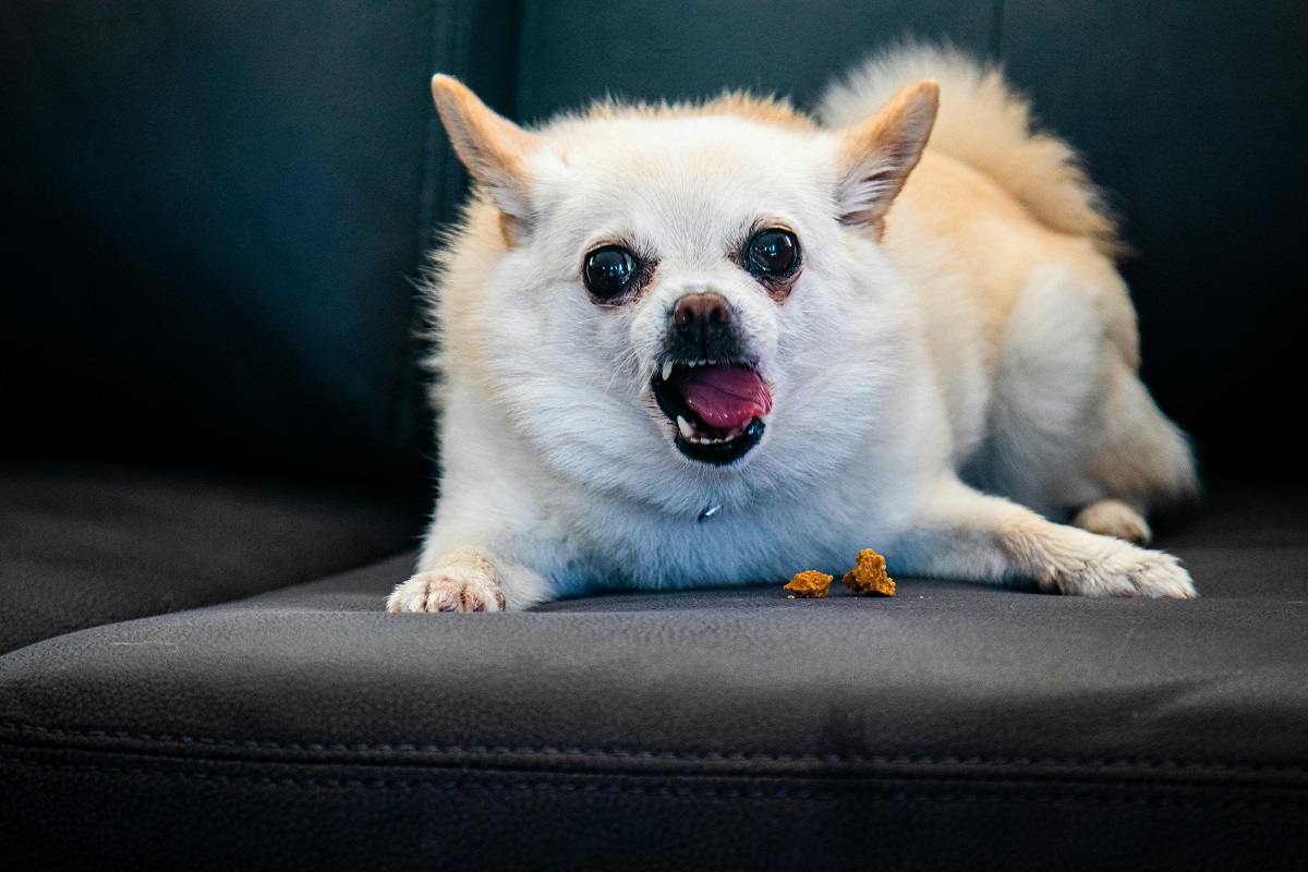 white dog with tongue out, on a couch