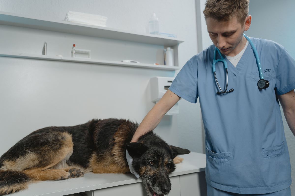 dog lying on a clinic table, being examined by a vet